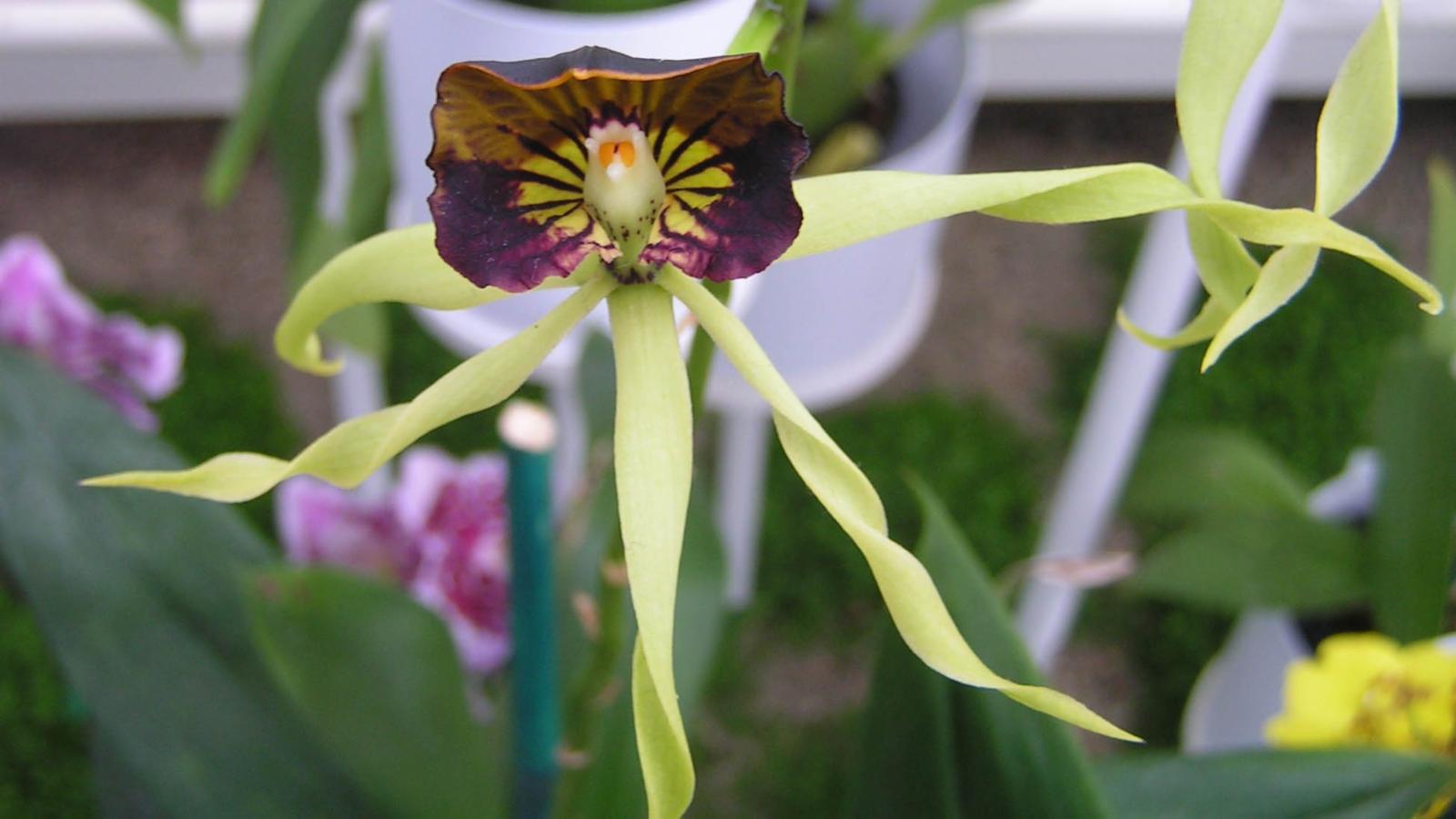 Orquídea que parece polvos: Prosthechea cochleata