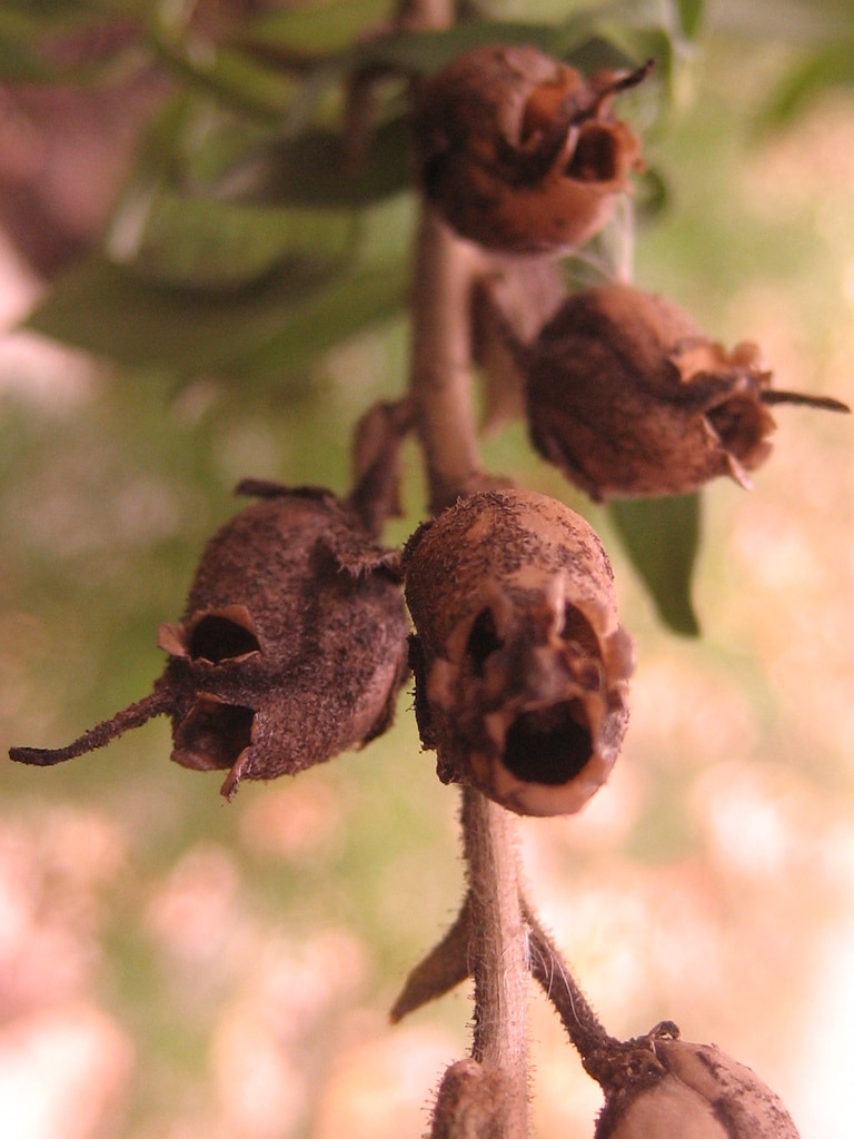 Orquídea que parece caveira: Snapdragon