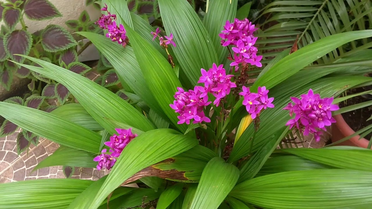 orquídea que parece coqueiro: Spathoglottis unguiculata