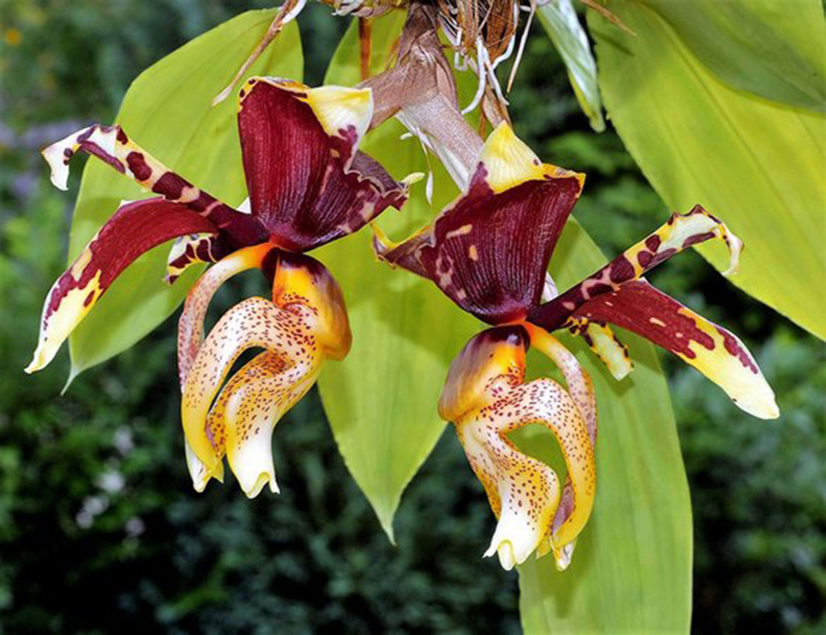 orquídea que parece beija flor: Stanhopea