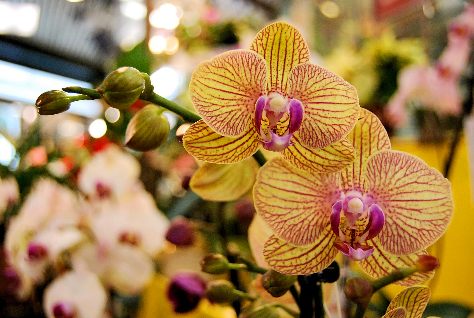 borra de café nas orquídeas: adubo