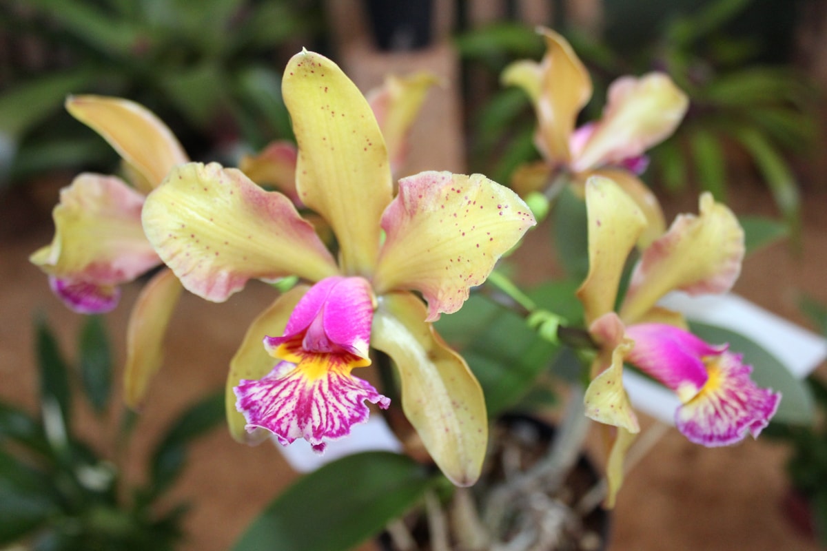 minha orquídea está morrendo por causa das pragas