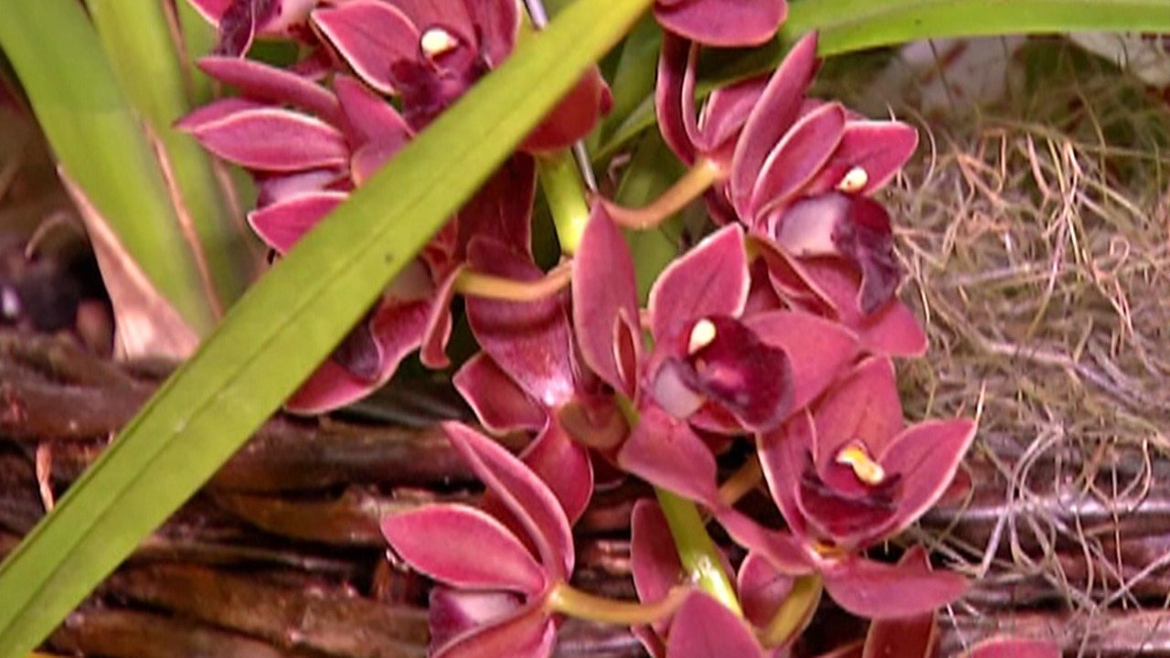 minha orquídea está morrendo por falta de nutrientes