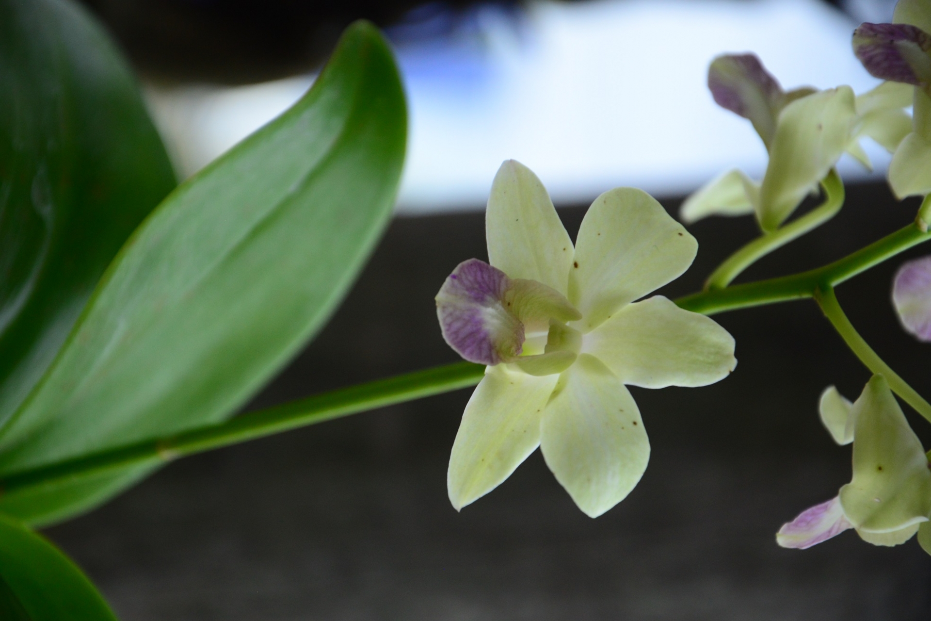 minha orquídea está morrendo por falta de adubo