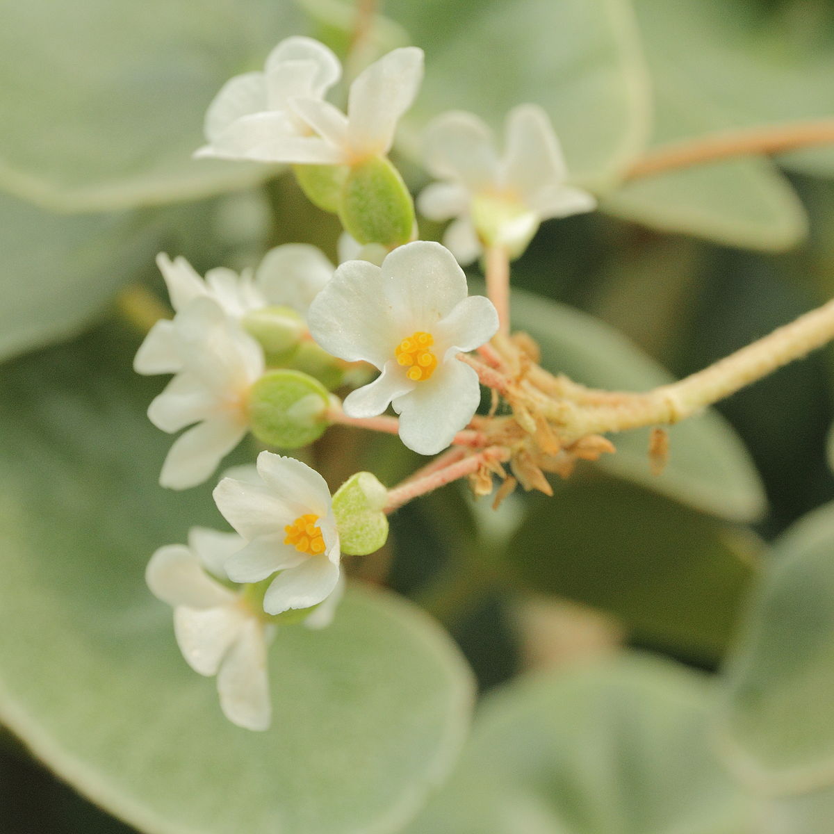 flor begonia venosa