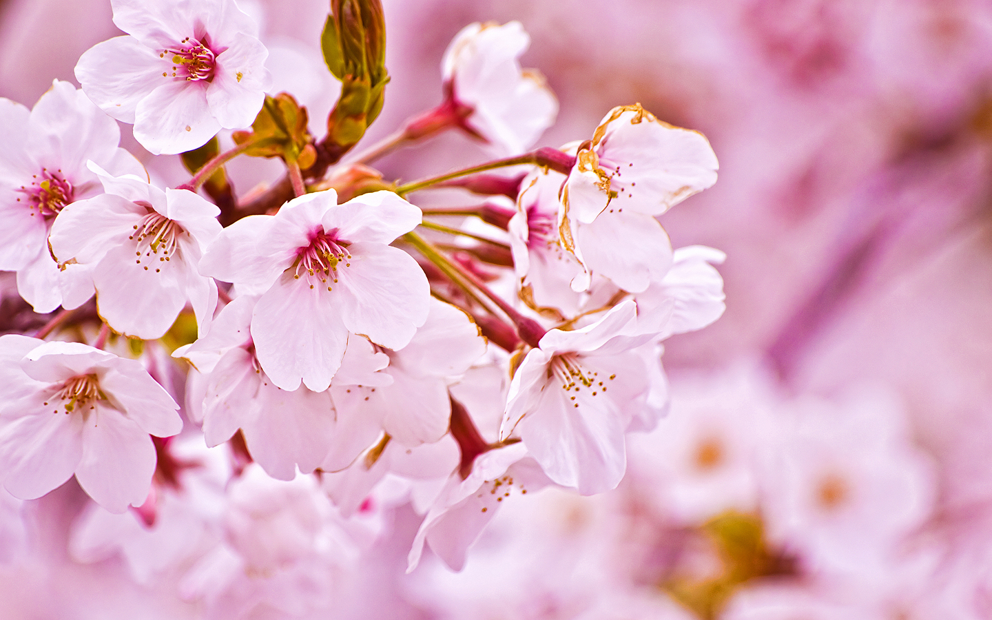 Há muitas variedades de flor de cerejeira,