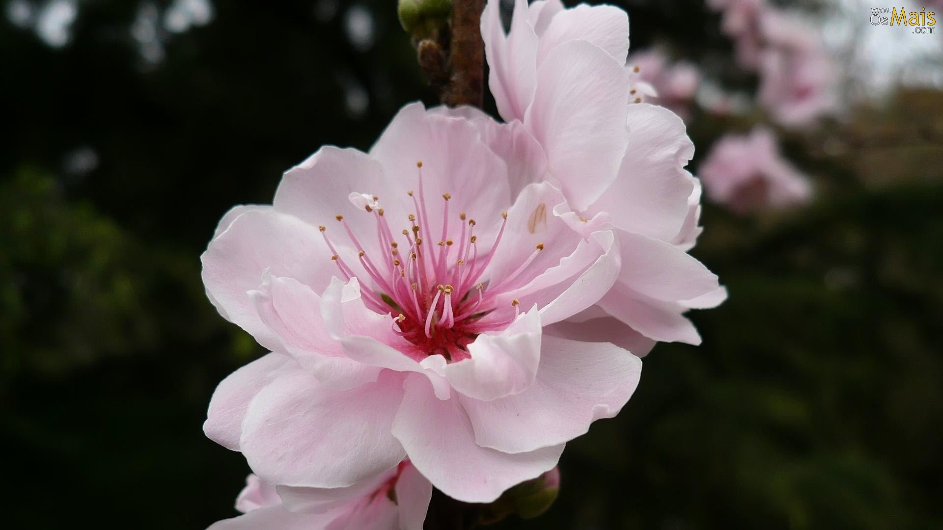 A flor de cerejeira simboliza amor, felicidade, renovação e esperança