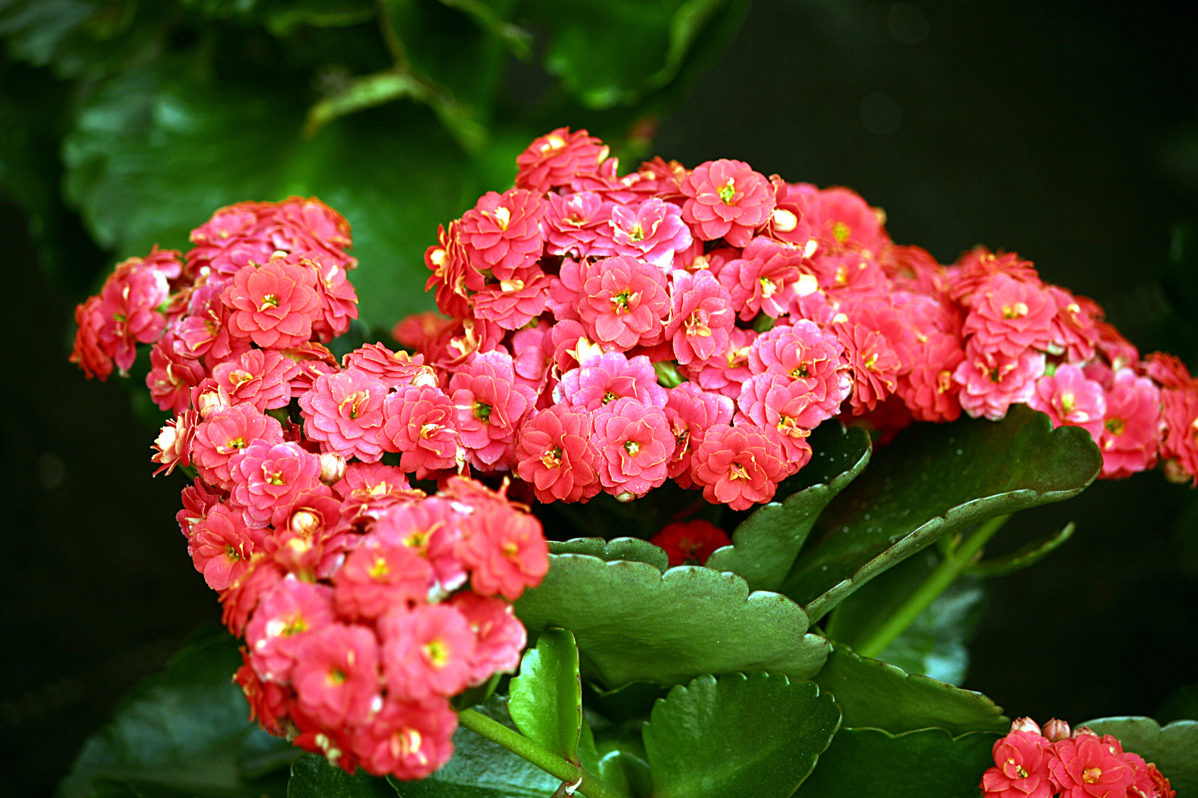 Kalanchoe