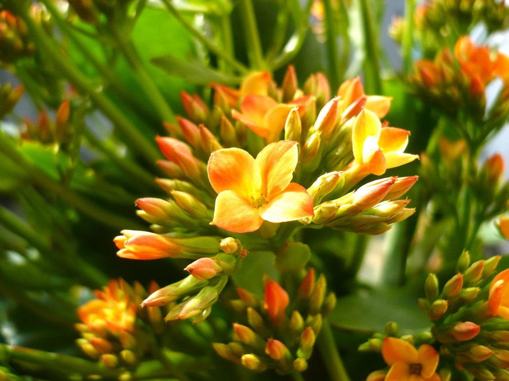 Kalanchoe