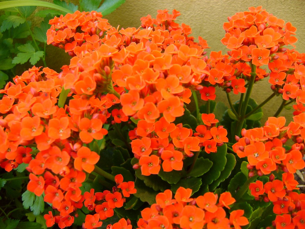 Kalanchoe