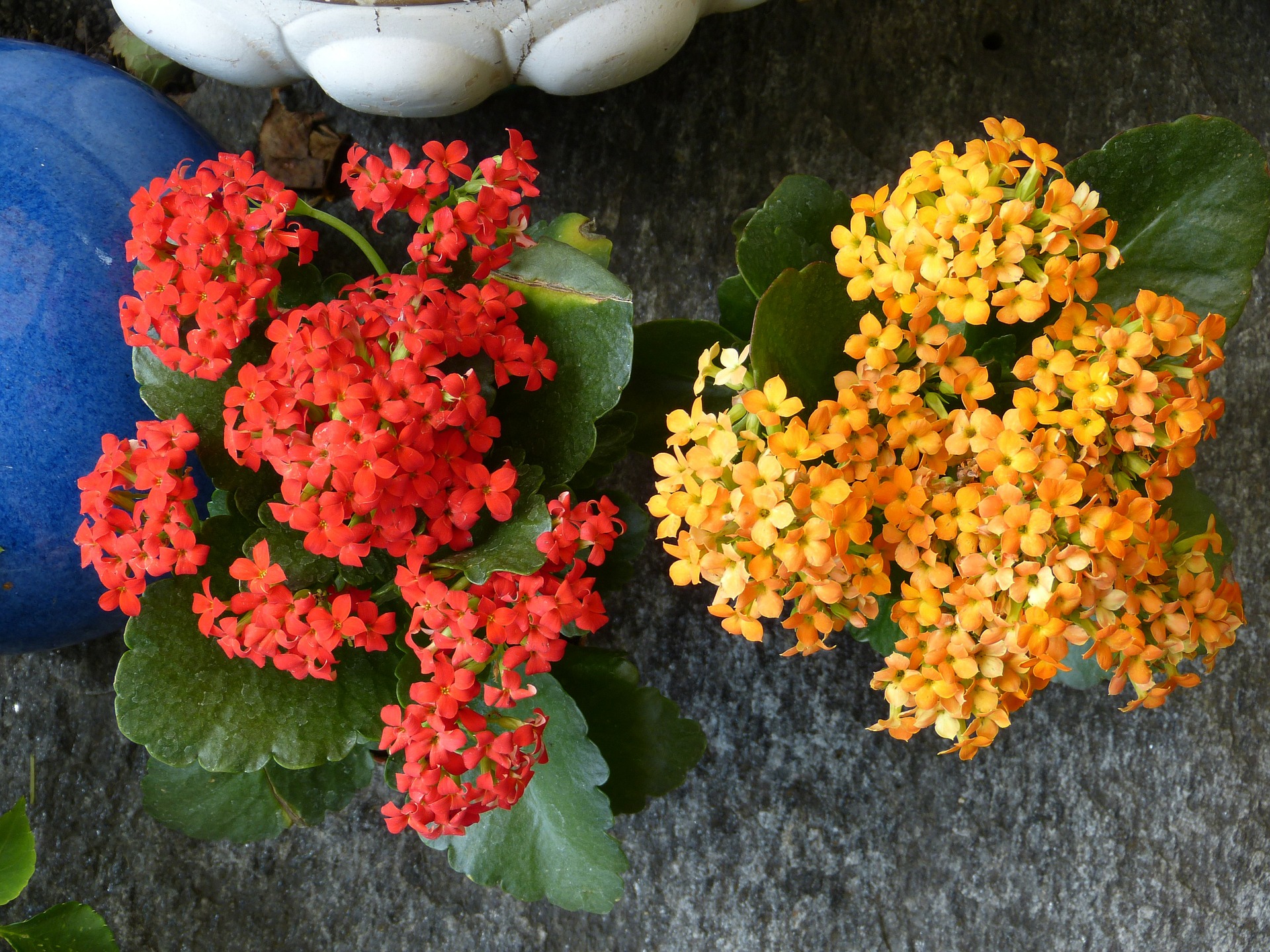 Kalanchoe são fáceis de cultivar e não exigem muitos cuidados.