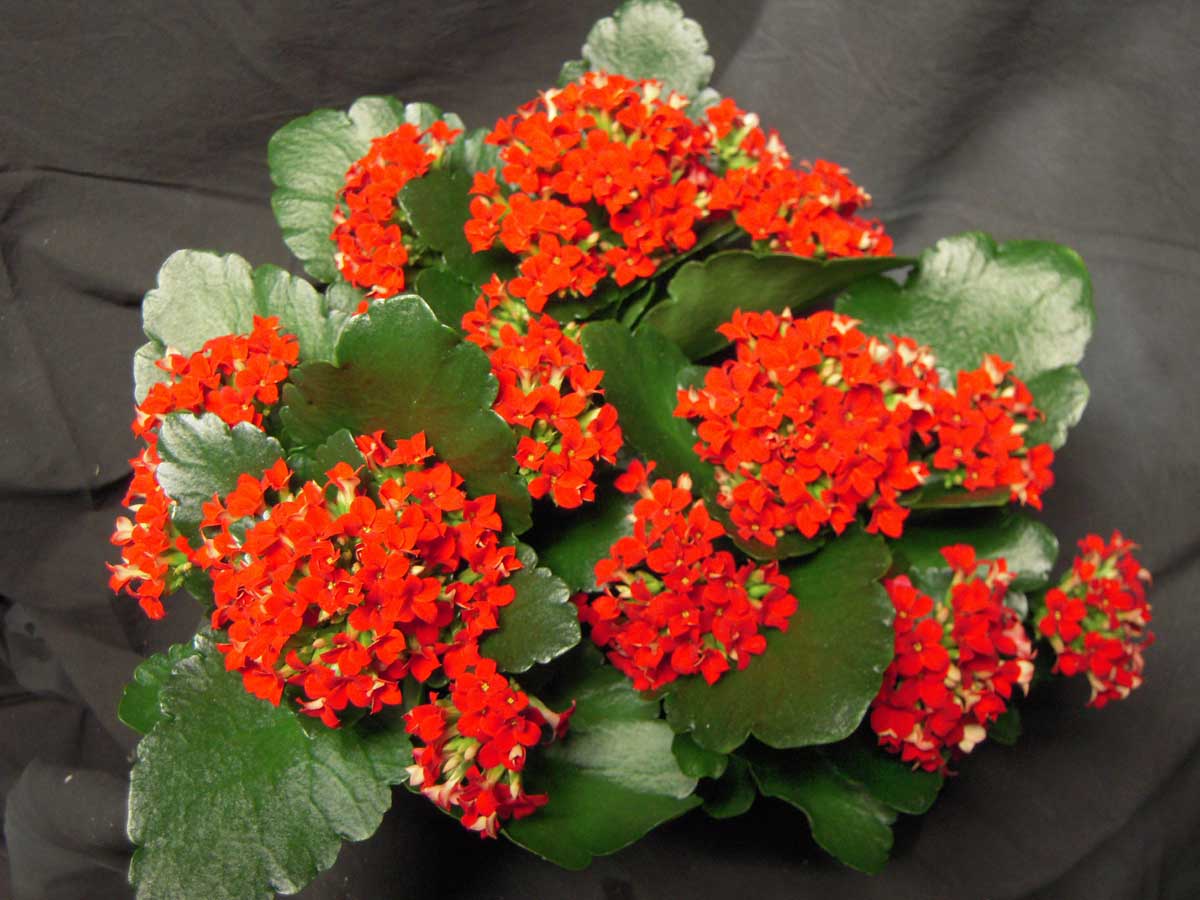 A Mini Kalanchoe é uma planta muito delicada e decorativa.