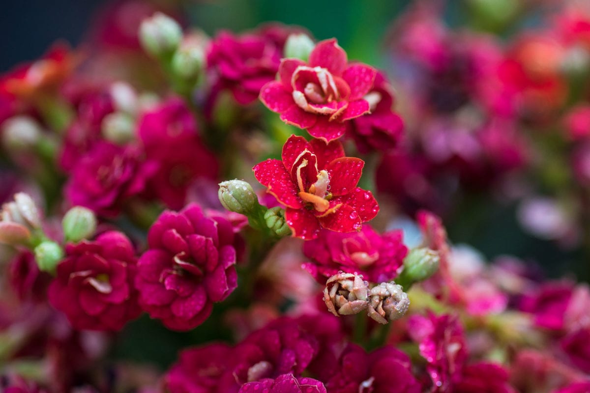 Kalanchoe