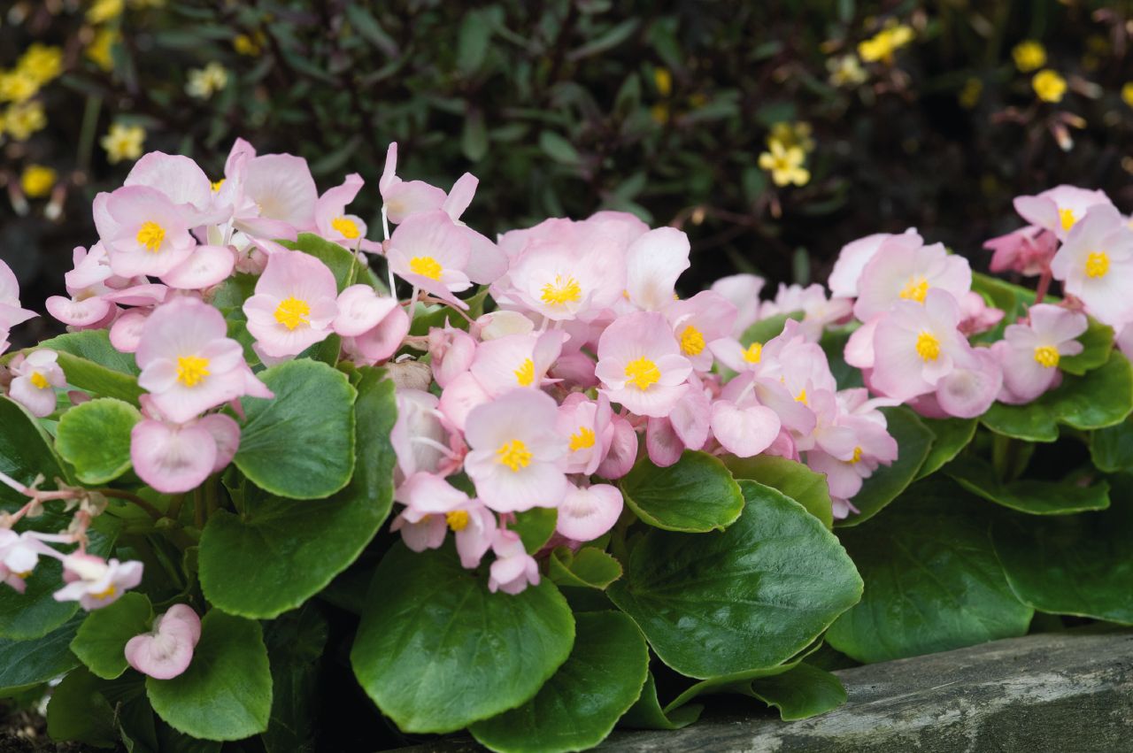 flor begonia cerosa