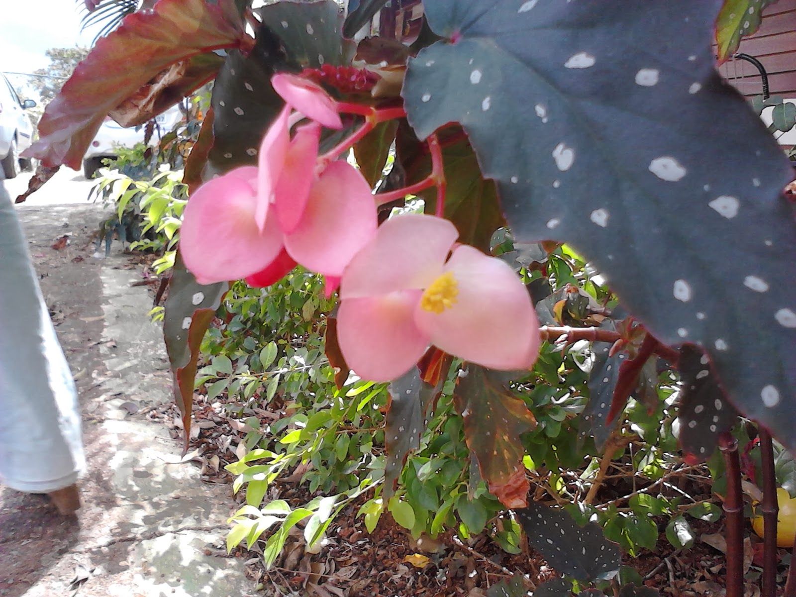 flor begonia metalica