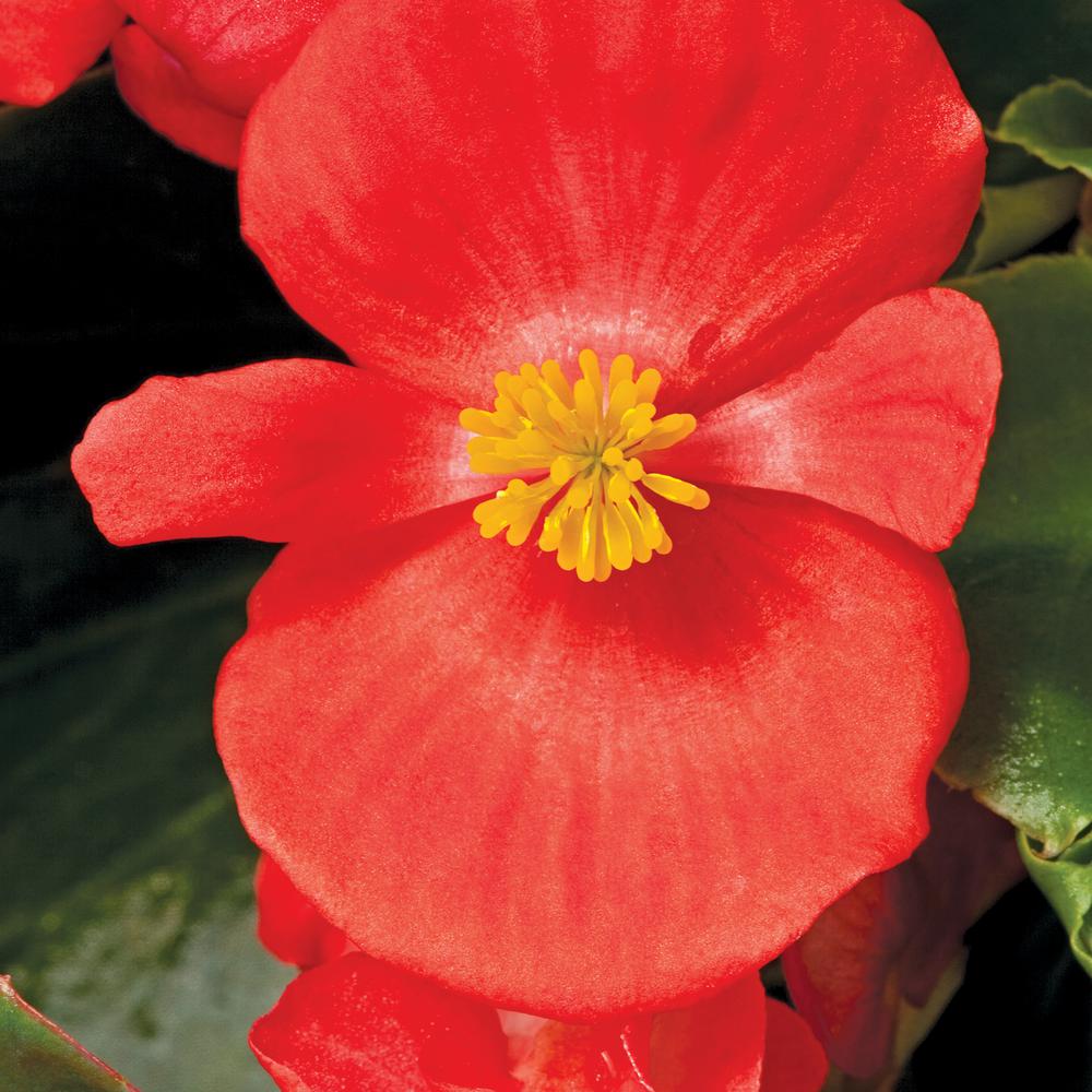 A flor begônia vermelha é muito apreciada pela cor intensa e pela simbologia.
