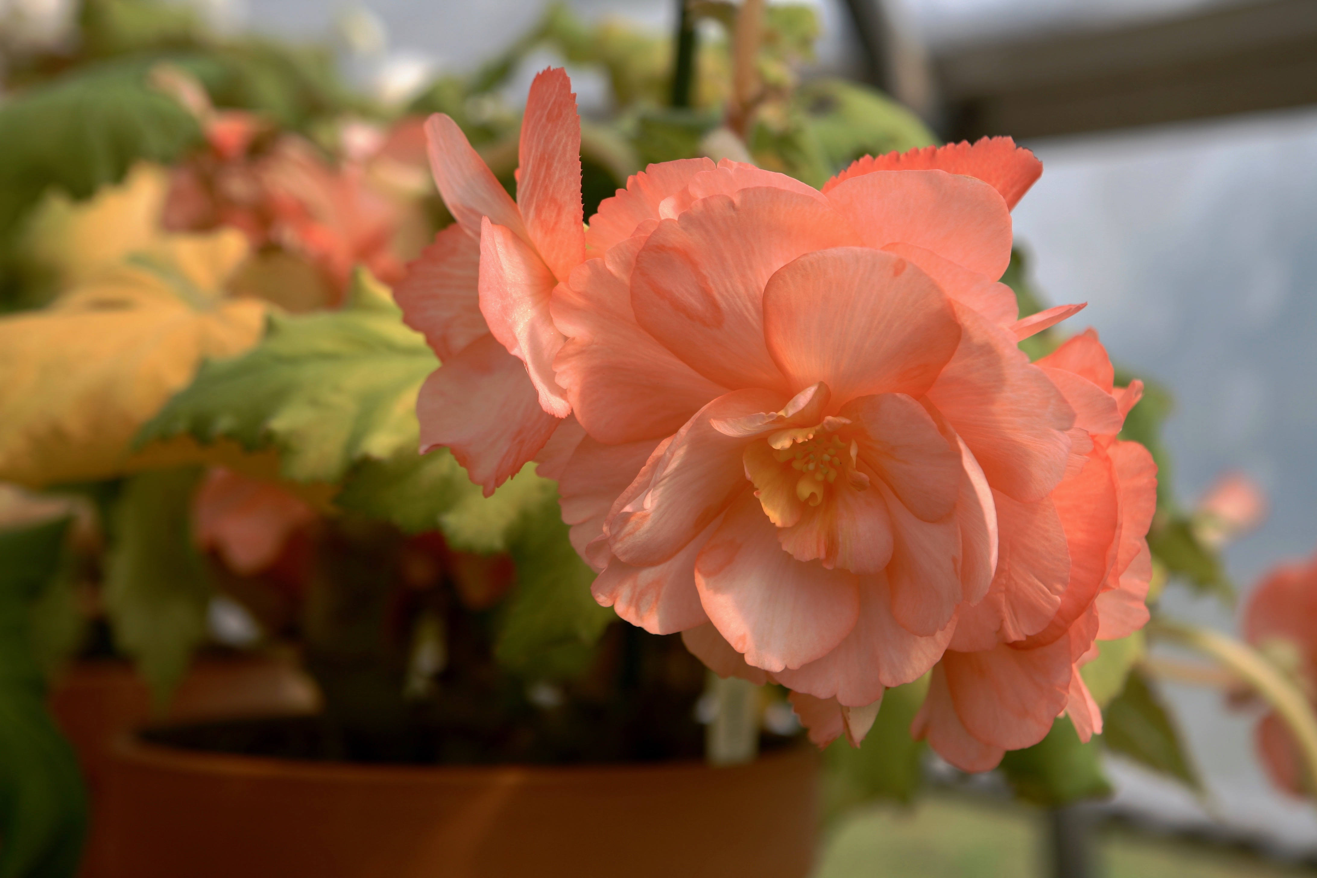 A flor begônia é de origem tropical e possui inúmeras espécies.