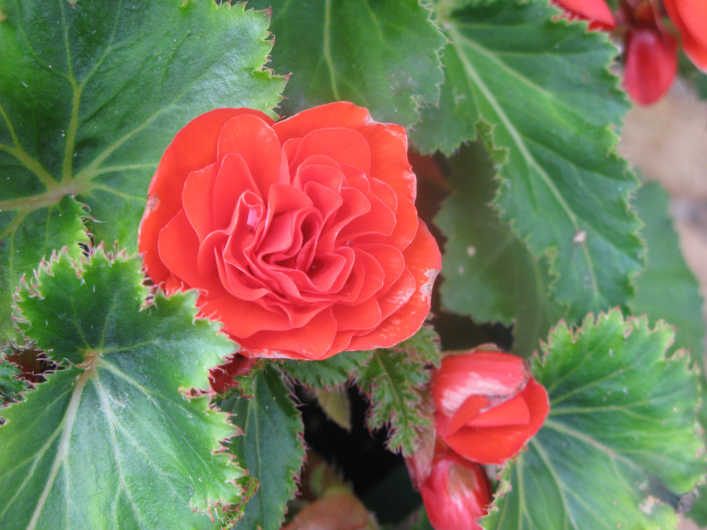 O cutivo da flor begônia é fácil, embroa ela seja uma planta delicada.