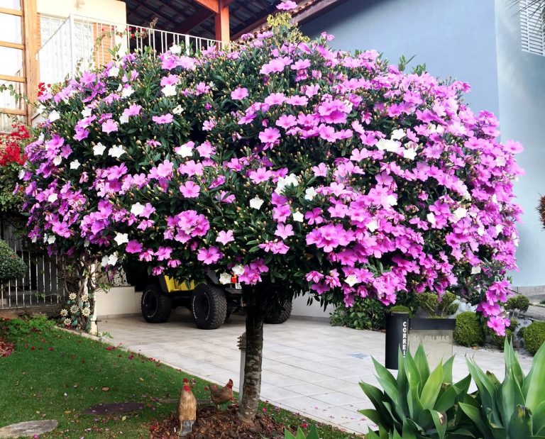 Manacá da Serra: Como Cuidar e Plantar no Solo ou no Vaso - TC