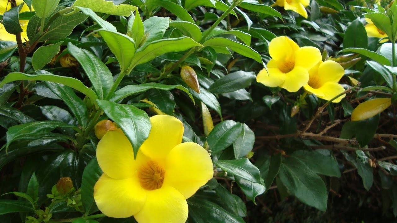 As trepadeiras do tipo cipó como as Alamndas possuem flores coloridas e perfumadas.