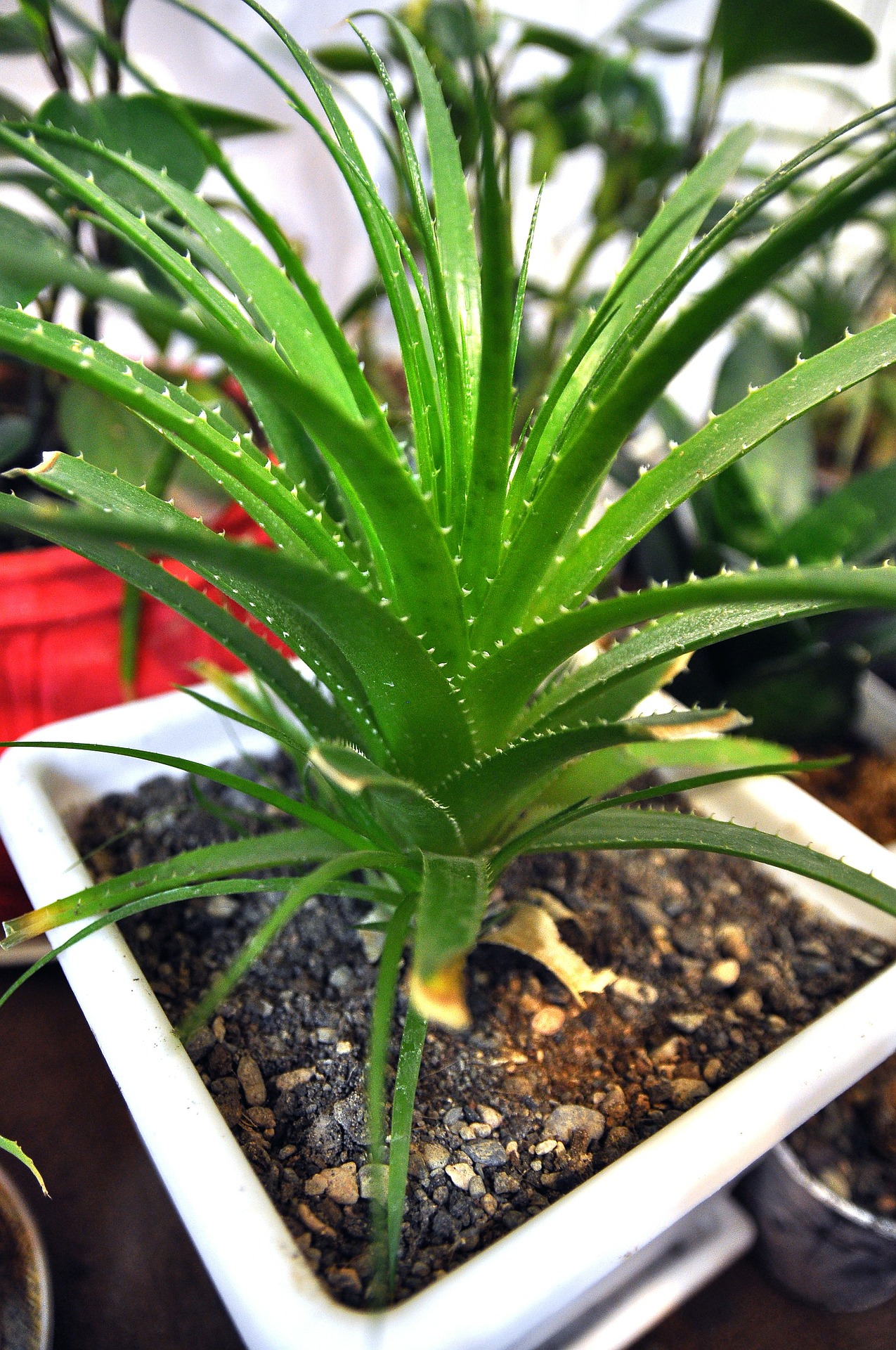 plantas para dentro de casa Babosa