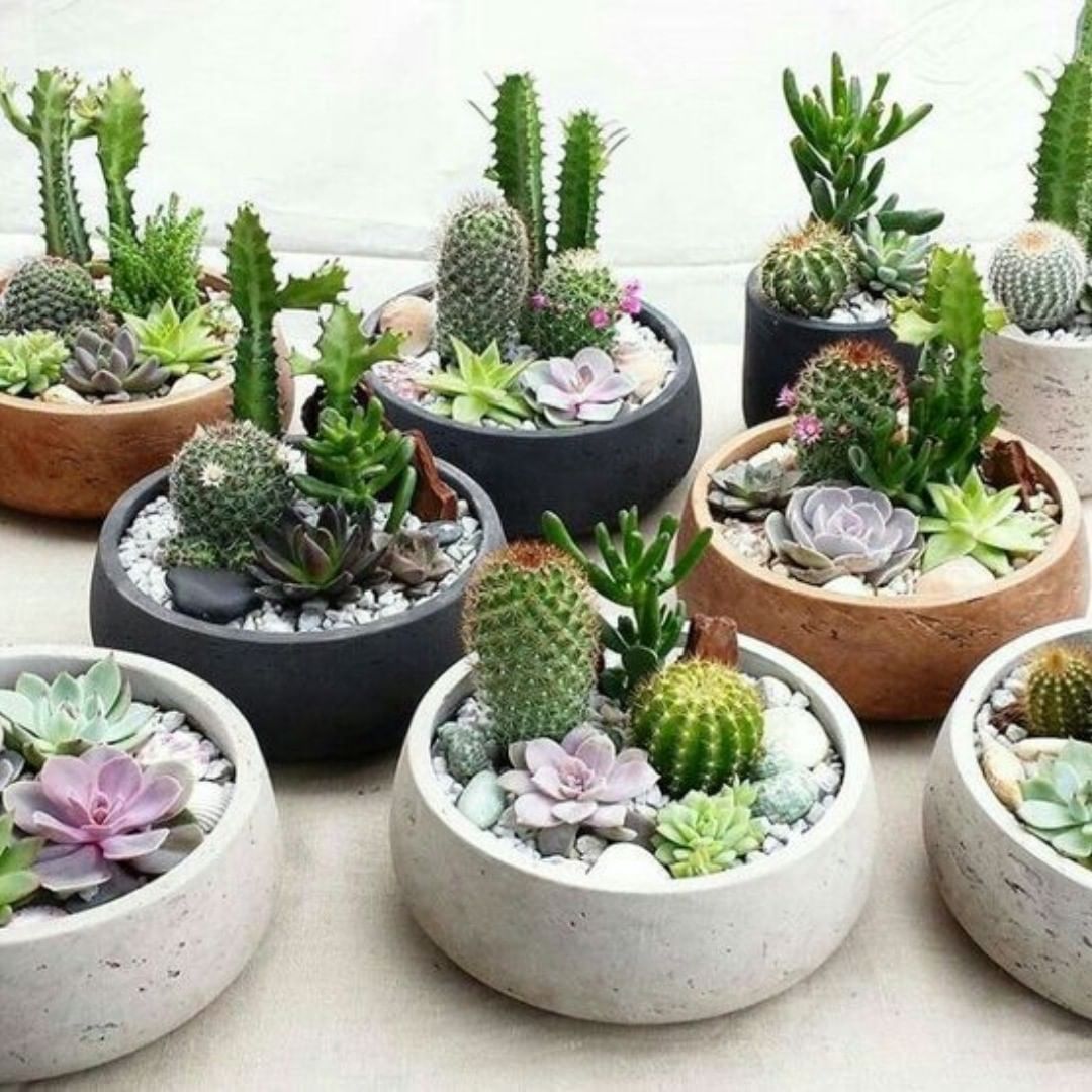 plantas para dentro de casa Cactos