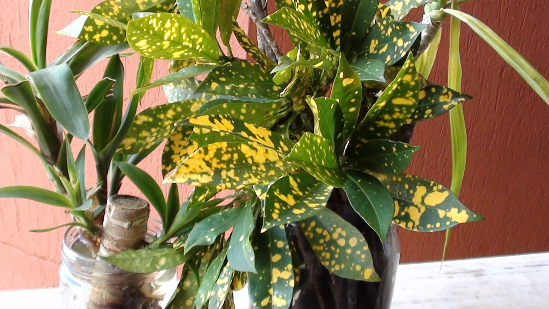 plantas para dentro de casa Croton