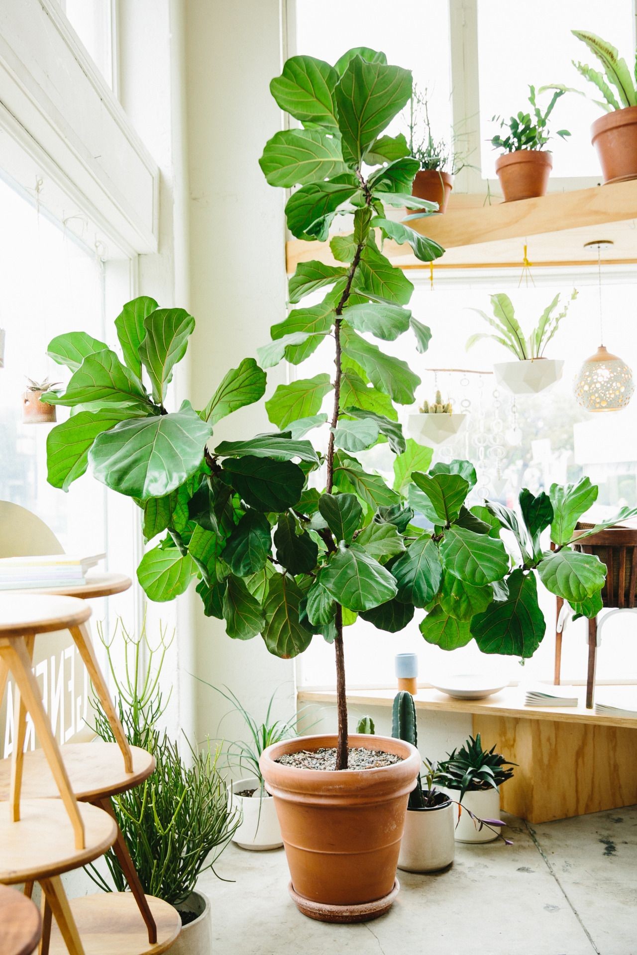 plantas para dentro de casa Ficus Lyrata