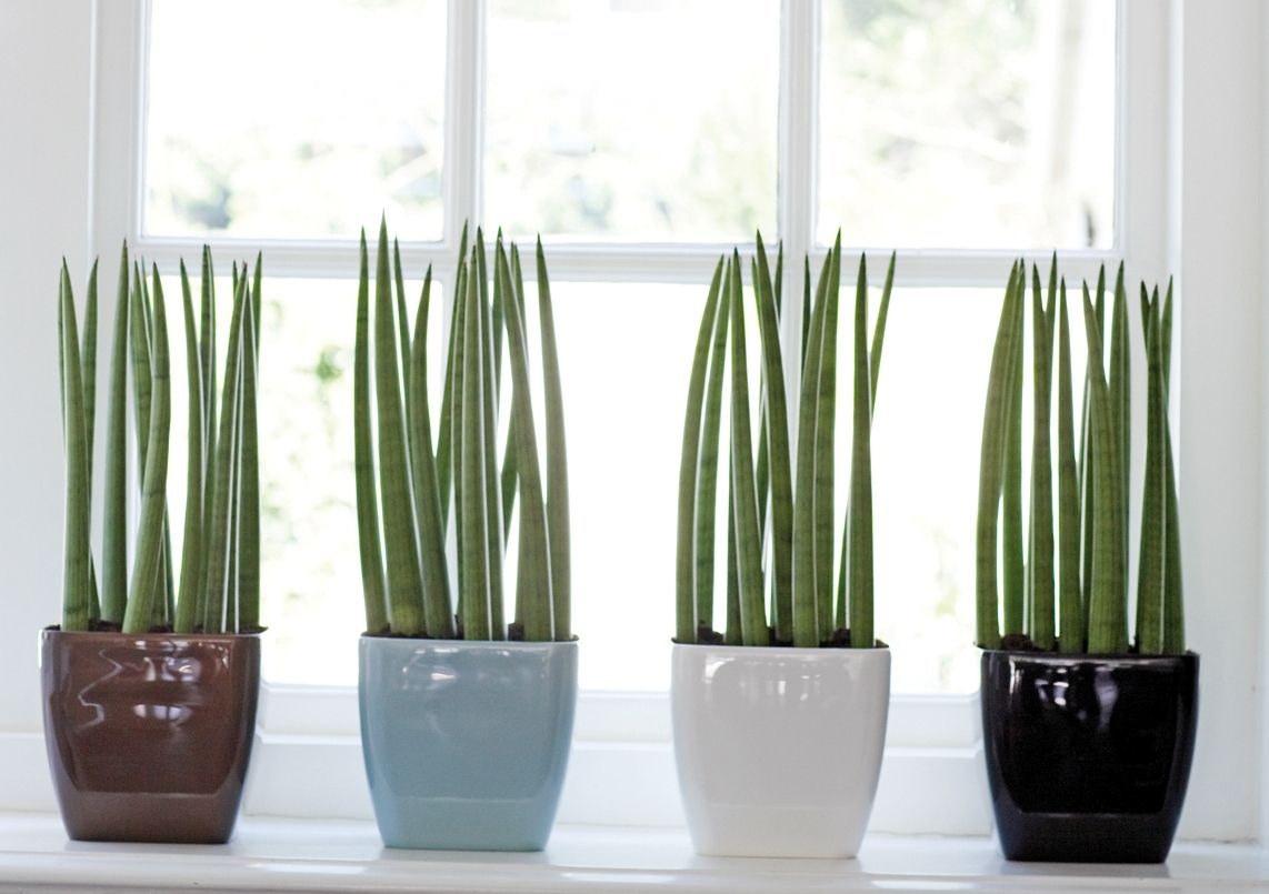 plantas para dentro de casa Lança-de-São-Jorge