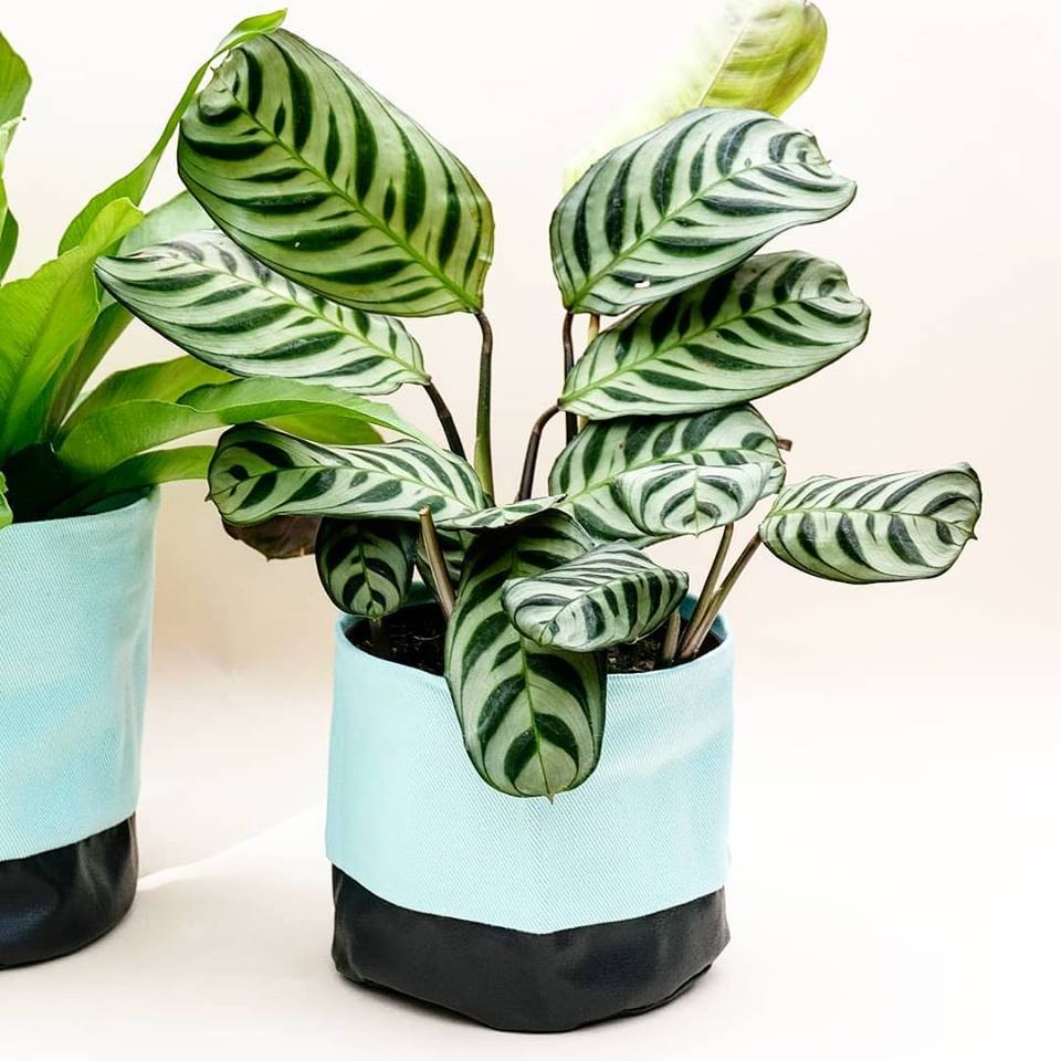 plantas para dentro de casa Marantas