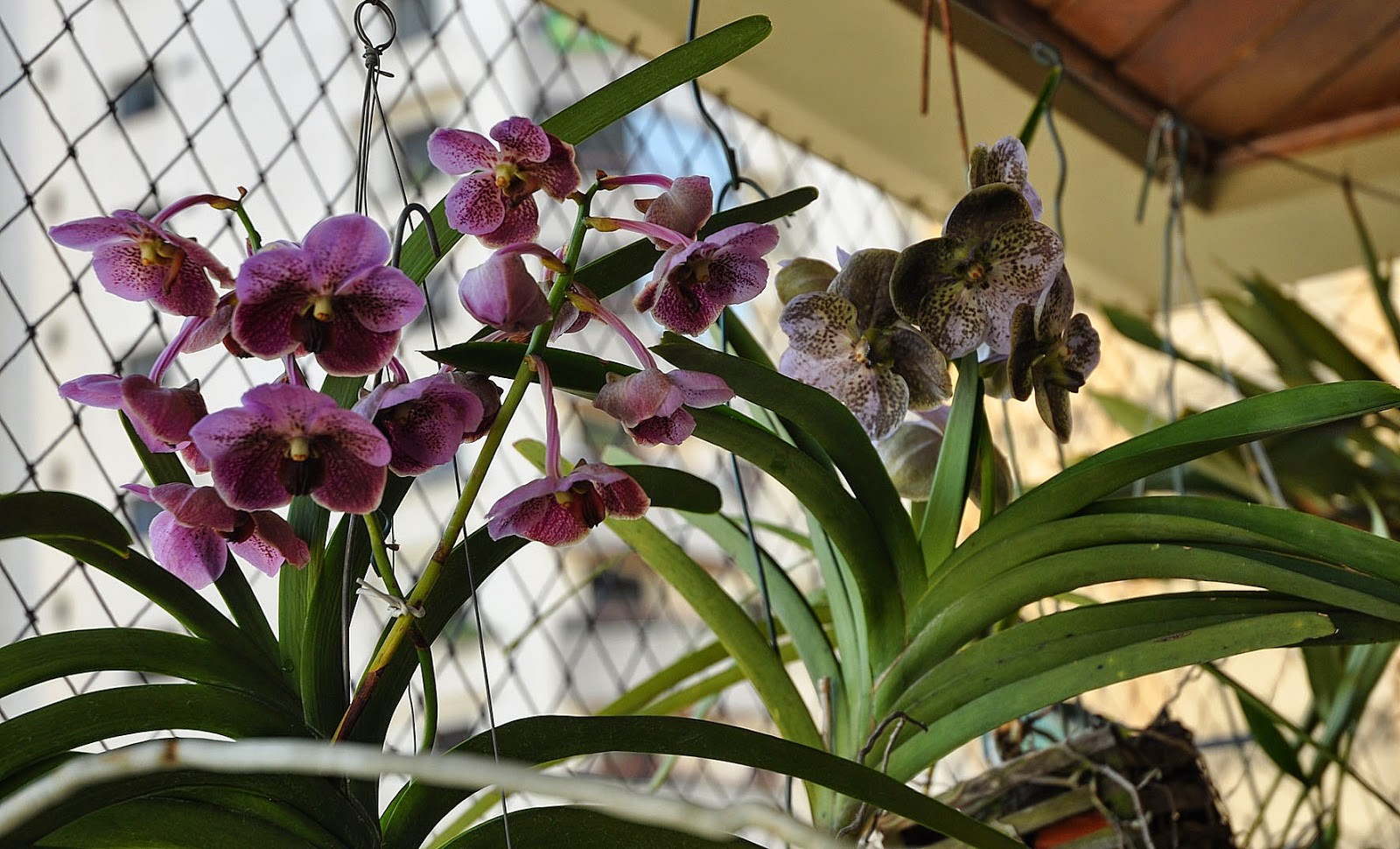 plantas para dentro de casa Orquídea