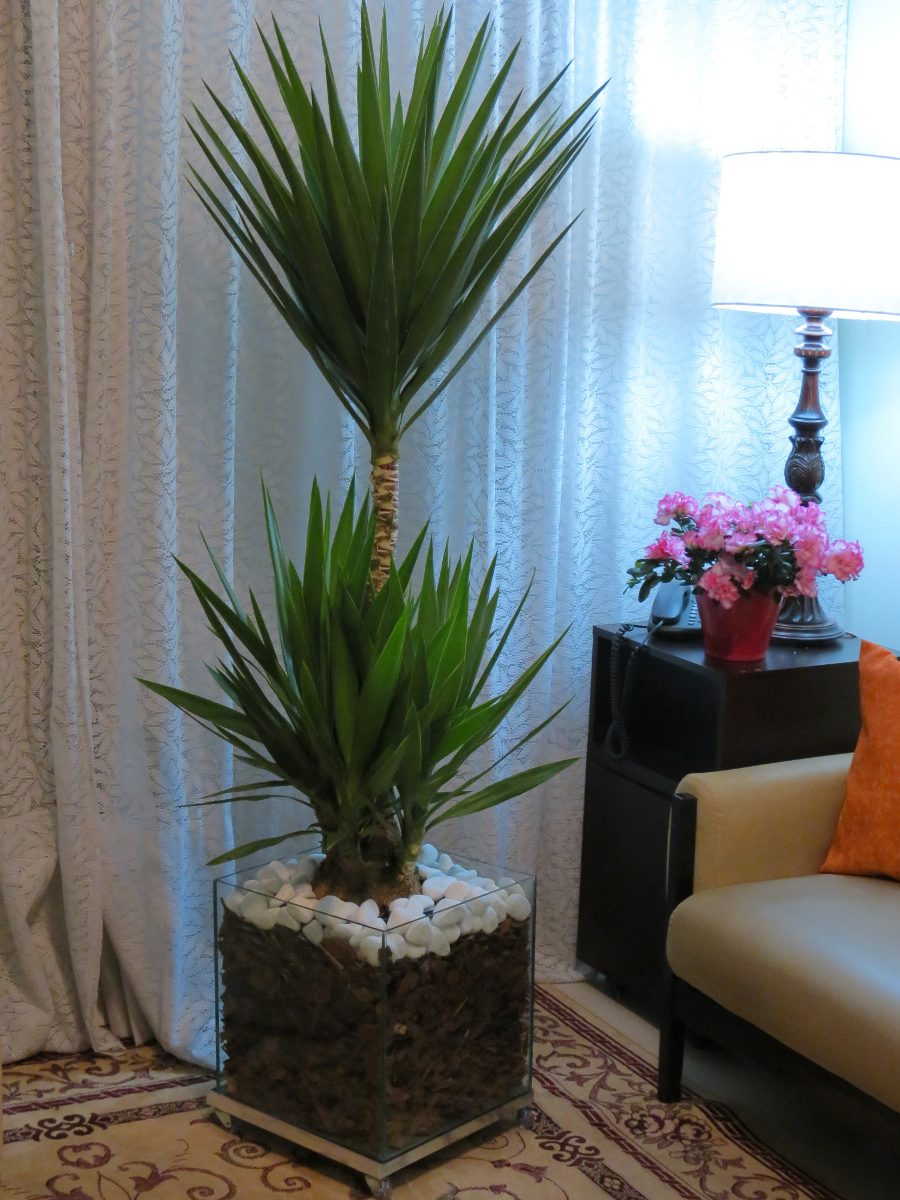 plantas para dentro de casa Yucca