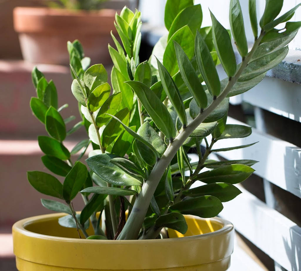 plantas para dentro de casa Zamioculca