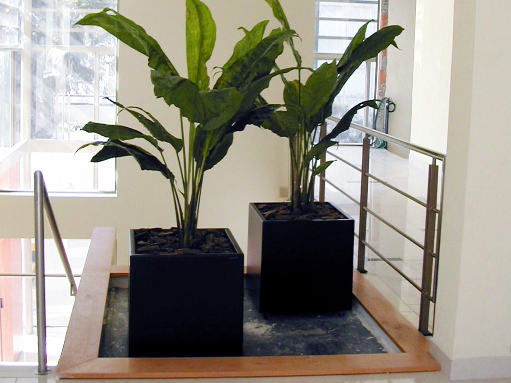 plantas para dentro de casa ciclanto