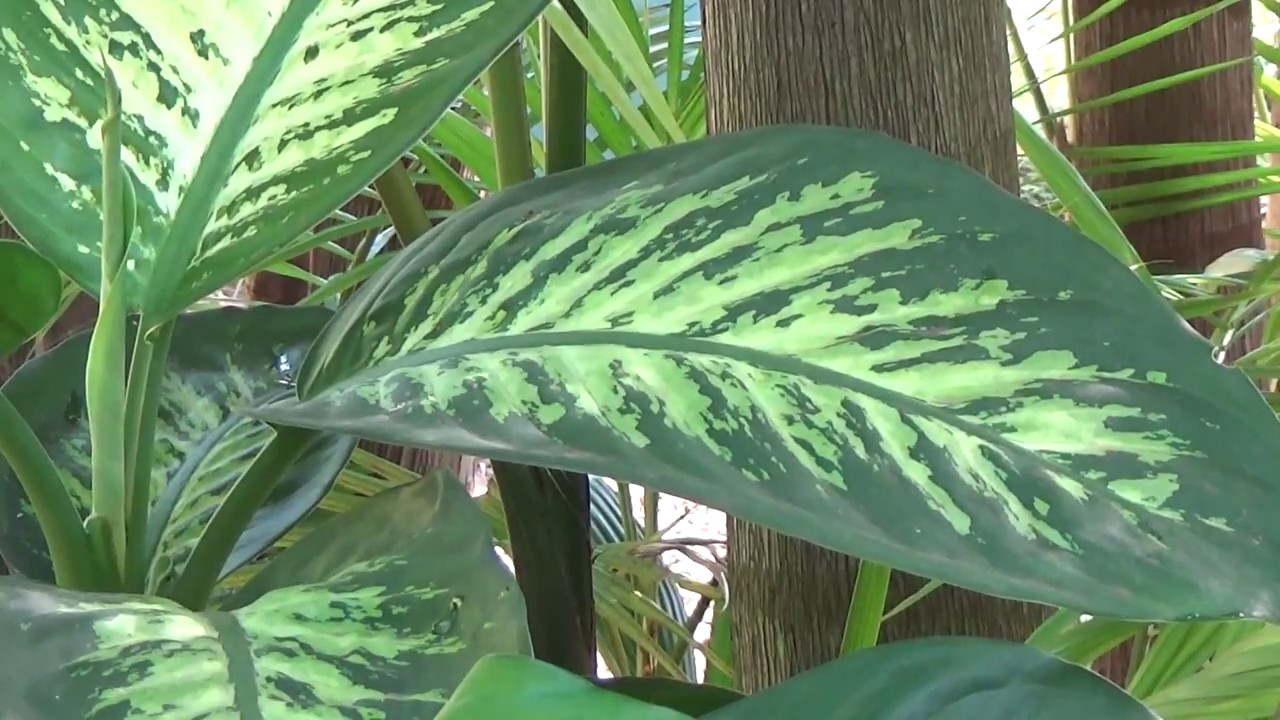 plantas para dentro de casa comigo ninguem pode