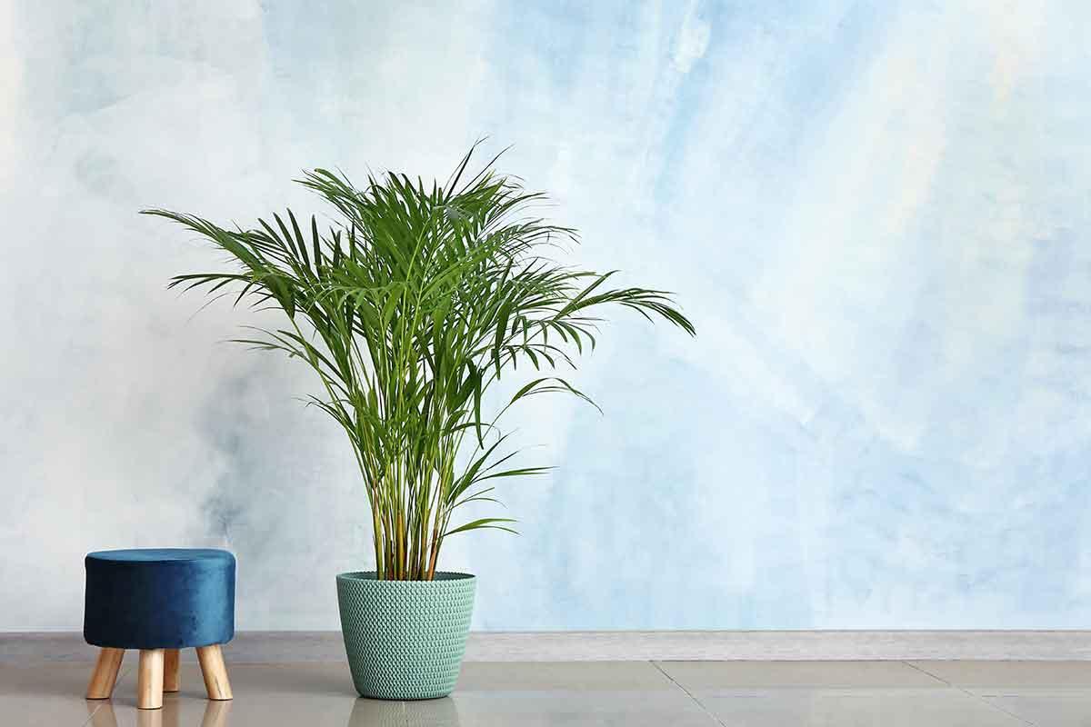 plantas para dentro de casa palmeira bambu areca