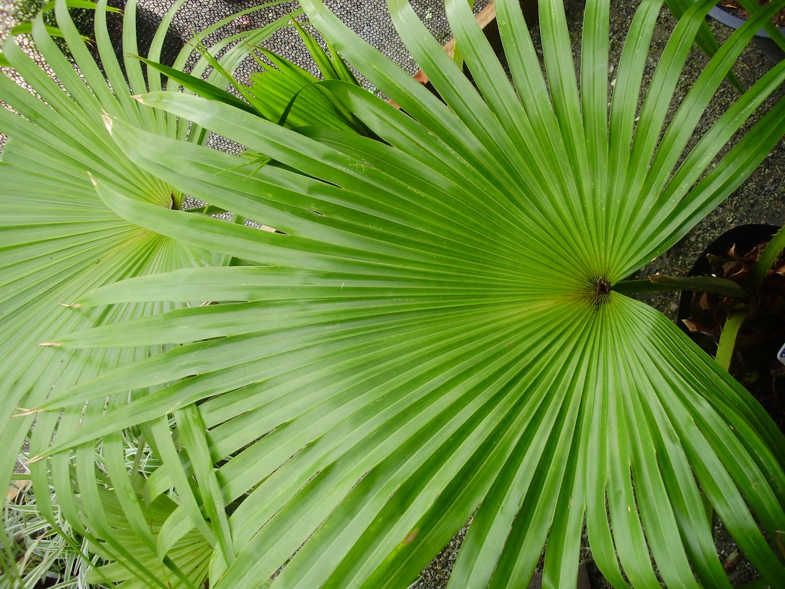 plantas para dentro de casa palmeira leque