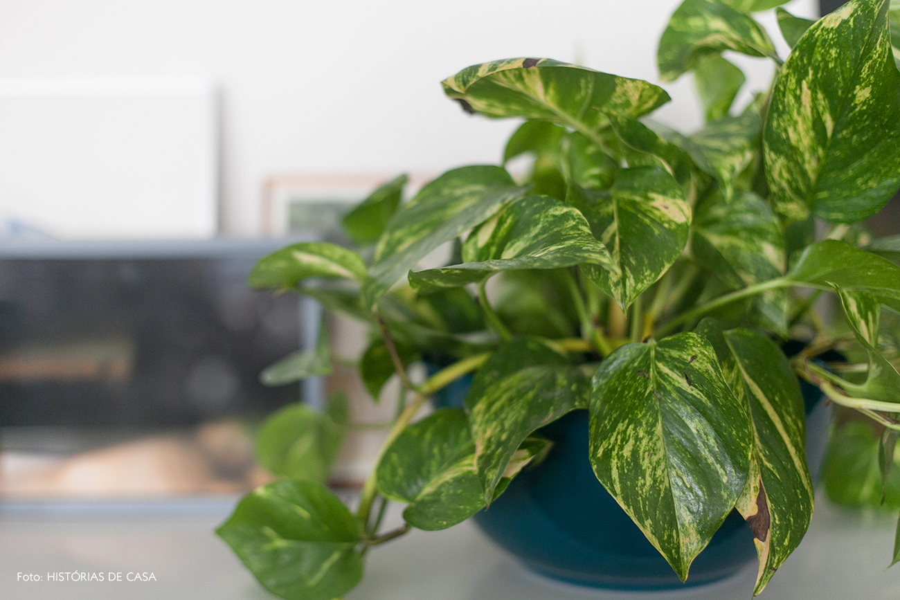 plantas para dentro de casa jiboia