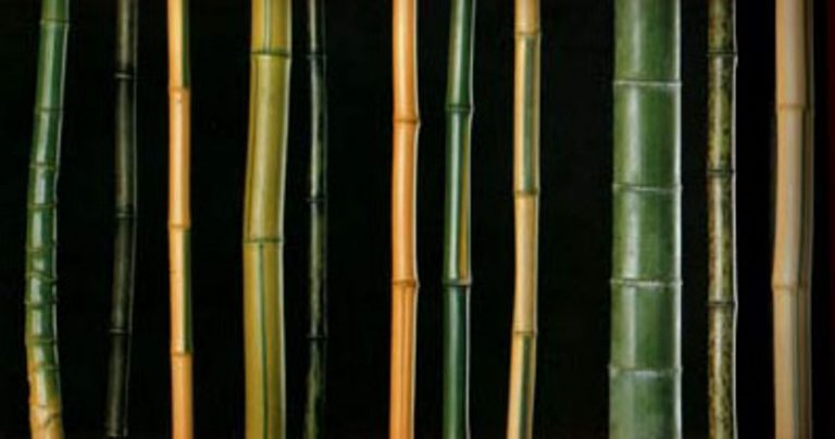 Tipos de Bambu