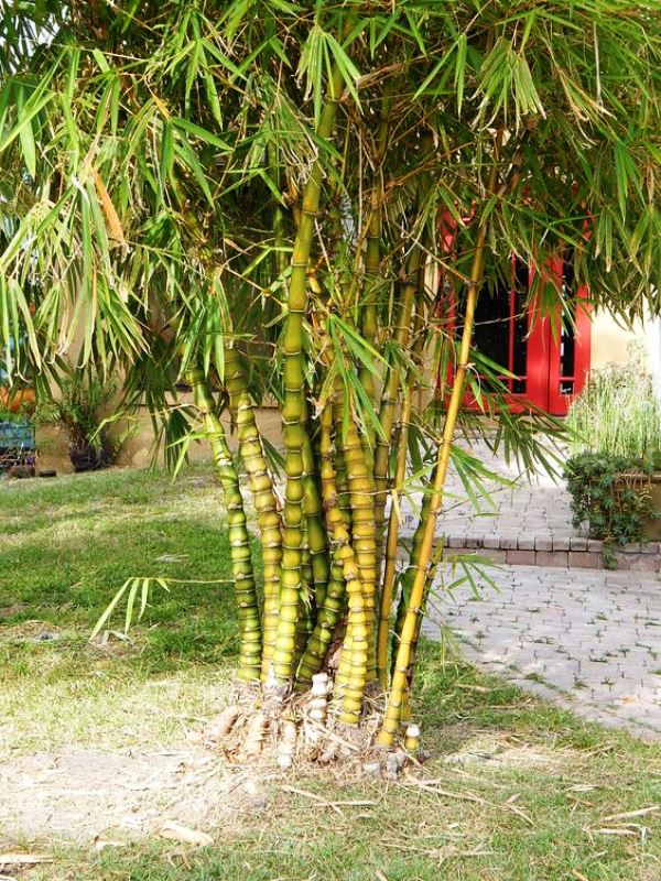 Bambu Barriga de buda