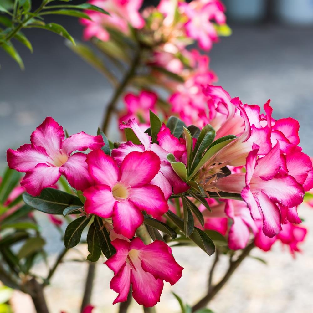 flores rosa do deserto