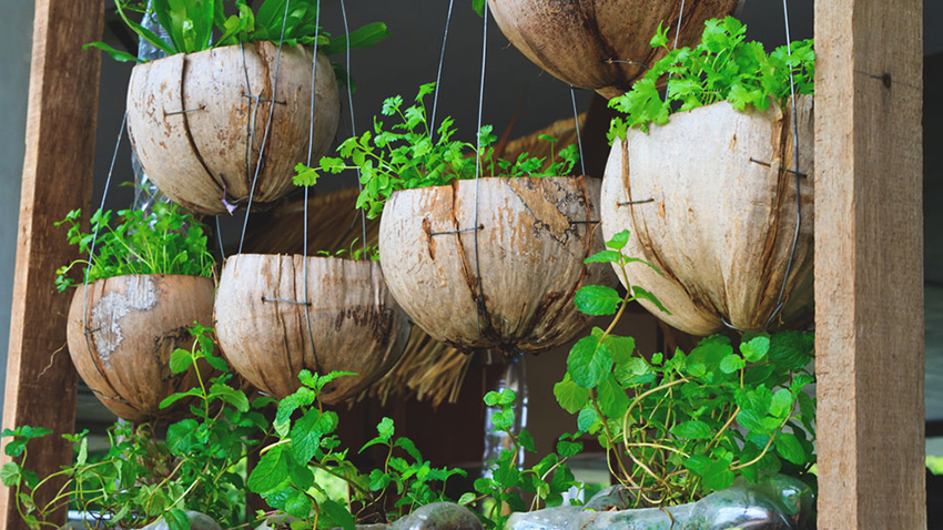 Vaso de plantas