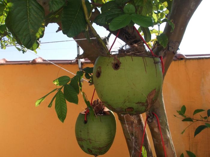 Vaso de planta feita com coco
