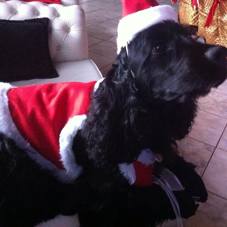 Roupinha de natal para cachorro