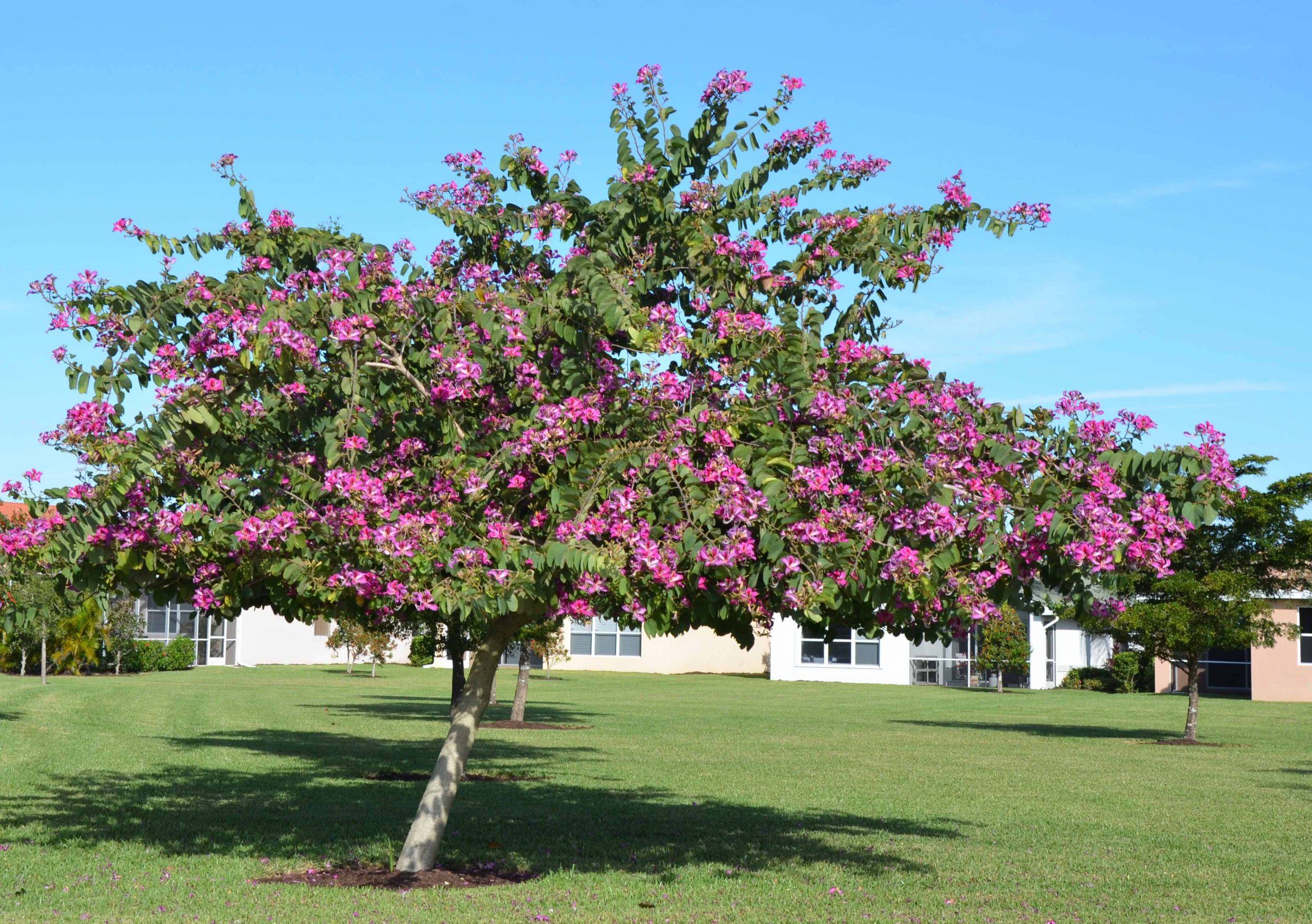 flores arborização