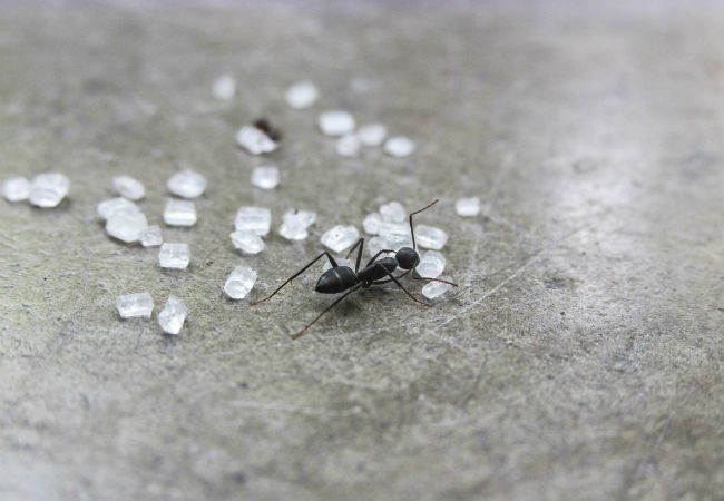 veneno caseiro para formiga