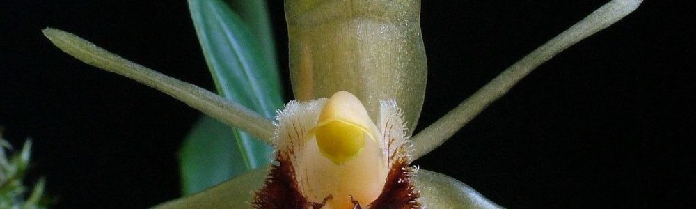 orquídea Coelogyne fimbriata