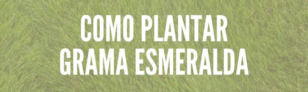 Como Plantar Grama Esmeralda