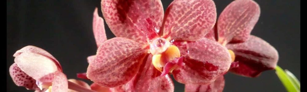 orquídea vanda