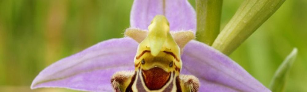 orquídeas raras e exóticas